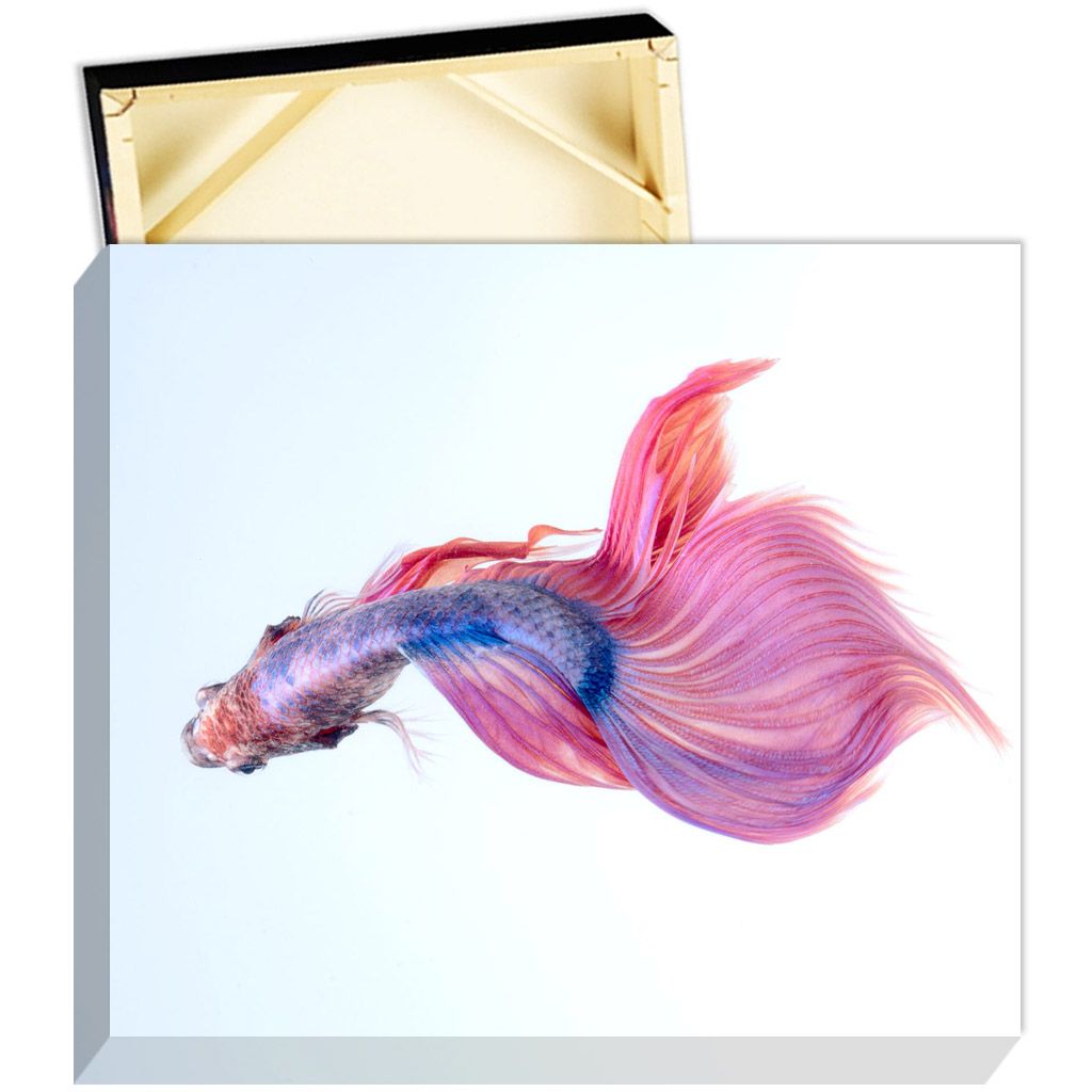 20" x 24" GOframe 1500 PRO Stretcher Frames